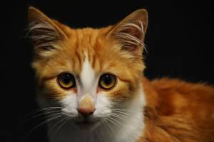 Mélissa FONDIN - MELPHOTOS